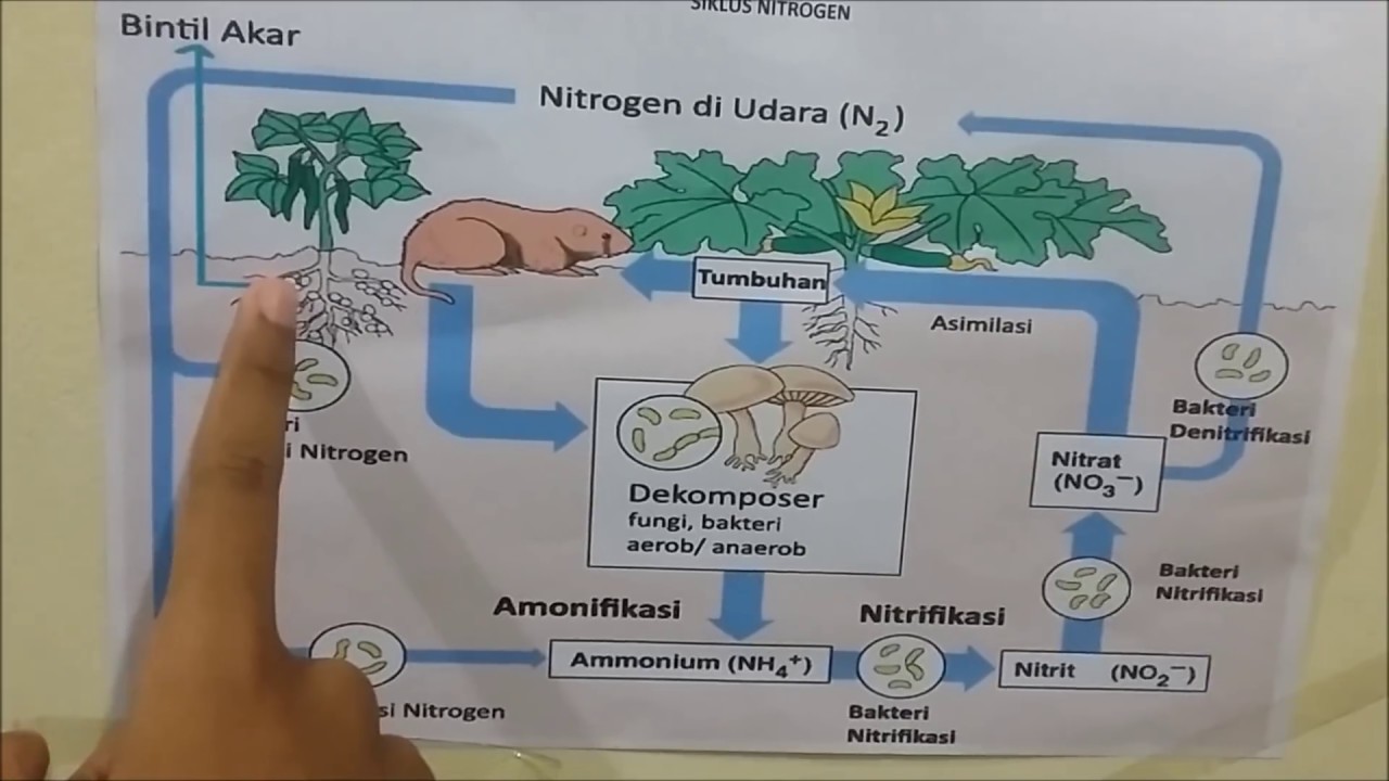 Detail Gambar Daur Nitrogen Nomer 8