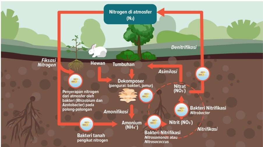 Detail Gambar Daur Nitrogen Nomer 10