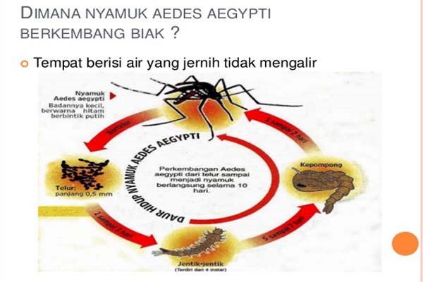 Detail Gambar Daur Ulang Nyamuk Nomer 23