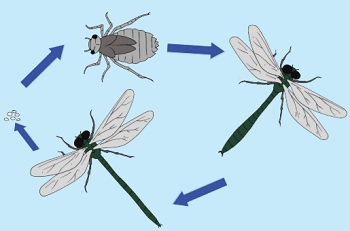 Detail Gambar Daur Ulang Nyamuk Nomer 34
