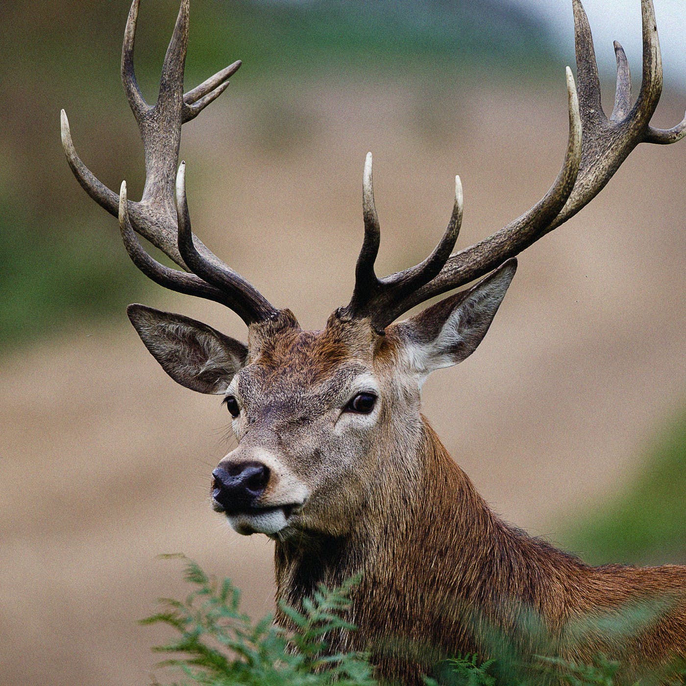 Detail Gambar Deer Nomer 15