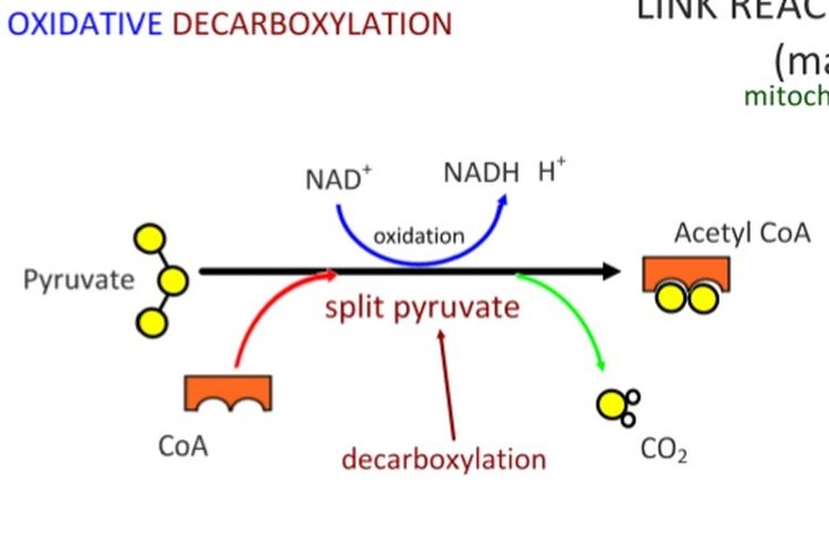 Detail Gambar Dekarboksilasi Oksidatif Nomer 13
