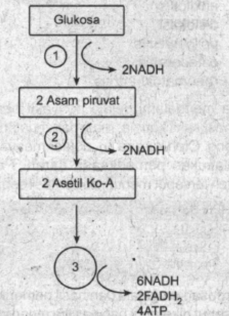 Detail Gambar Dekarboksilasi Oksidatif Nomer 31