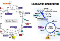 Detail Gambar Dekarboksilasi Oksidatif Nomer 46