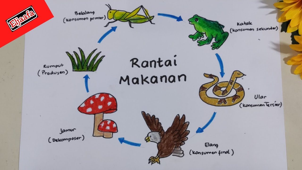 Detail Gambar Dekomposer Rantai Makanan Nomer 20