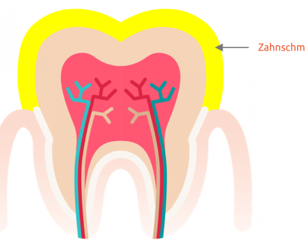 Zahn Anatomie - KibrisPDR