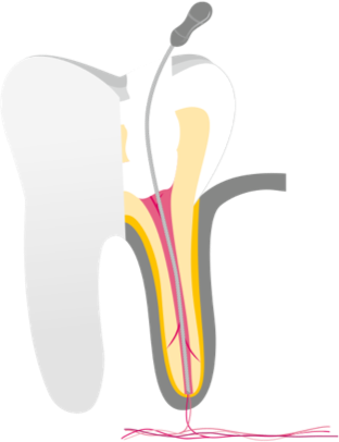 Detail Zahn Anatomie Nomer 9