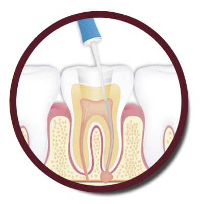 Detail Zahn Anatomie Nomer 5