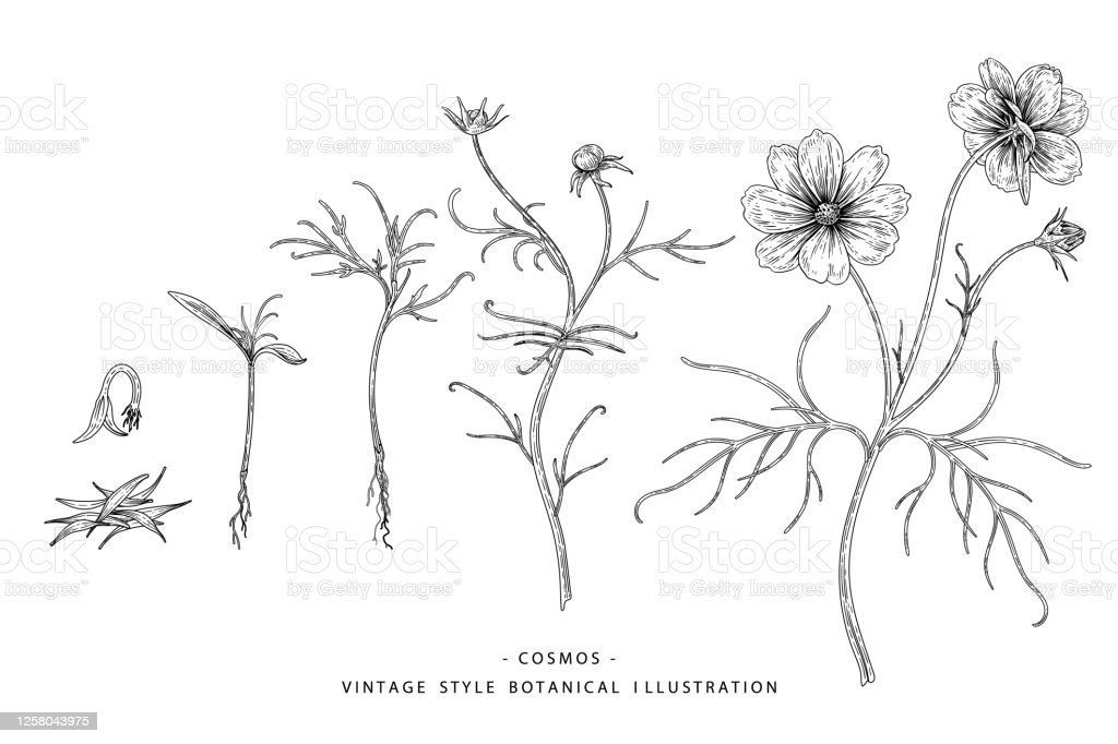 Detail Gambar Dekoratif Bunga Hitam Putih Nomer 53