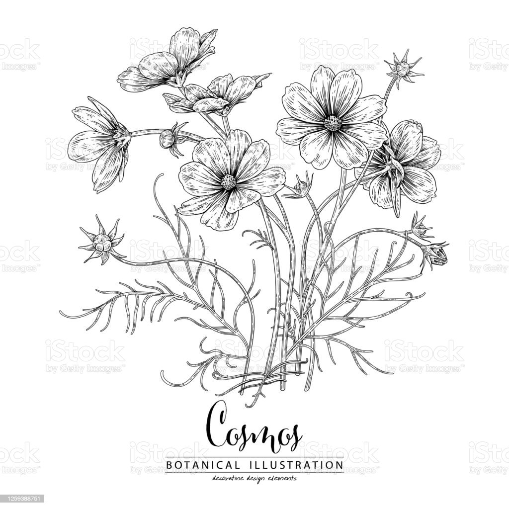 Detail Gambar Dekoratif Bunga Hitam Putih Nomer 9