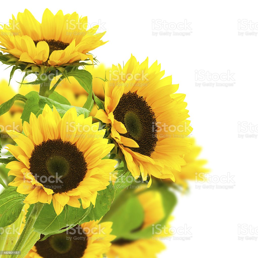 Detail Gambar Dekoratif Bunga Matahari Nomer 15