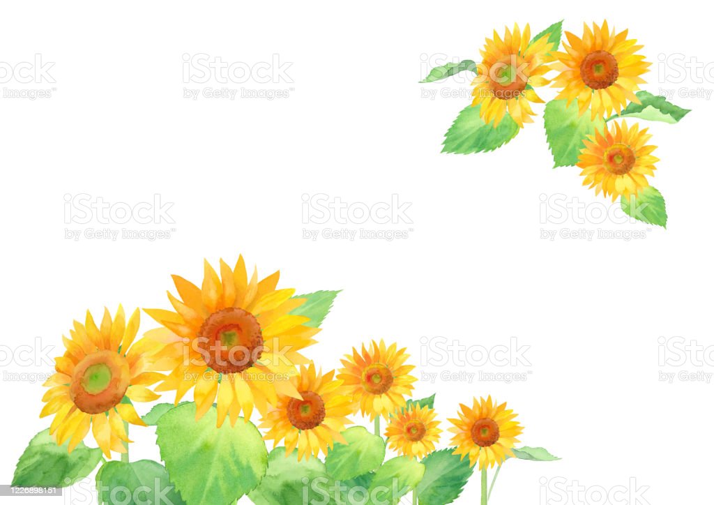 Detail Gambar Dekoratif Bunga Matahari Nomer 29