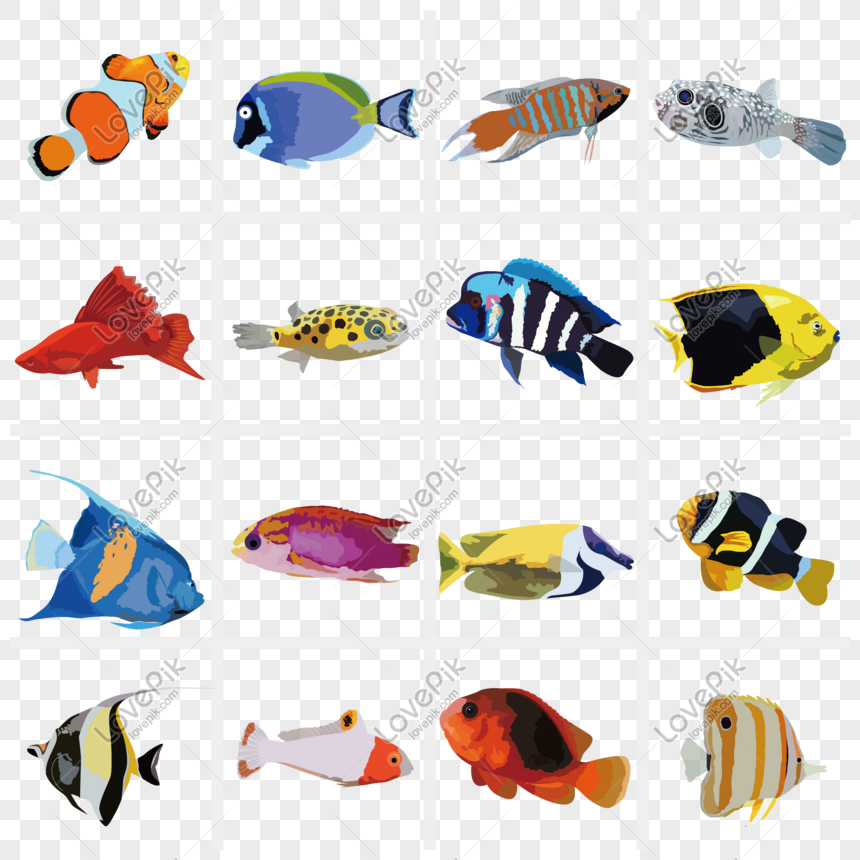 Detail Gambar Dekoratif Ikan Nomer 20