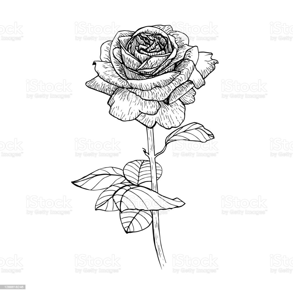 Detail Gambar Desain Bunga Mawar Nomer 22
