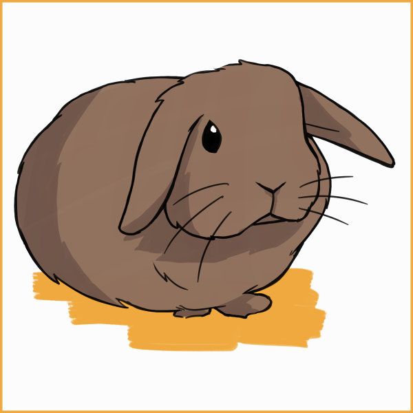 Detail Holland Lop Nomer 10