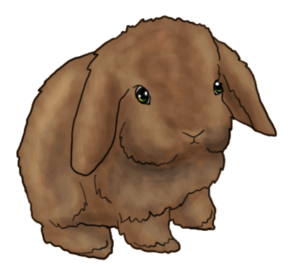 Holland Lop - KibrisPDR