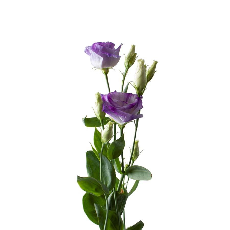 Detail Lisianthus Lila Nomer 12