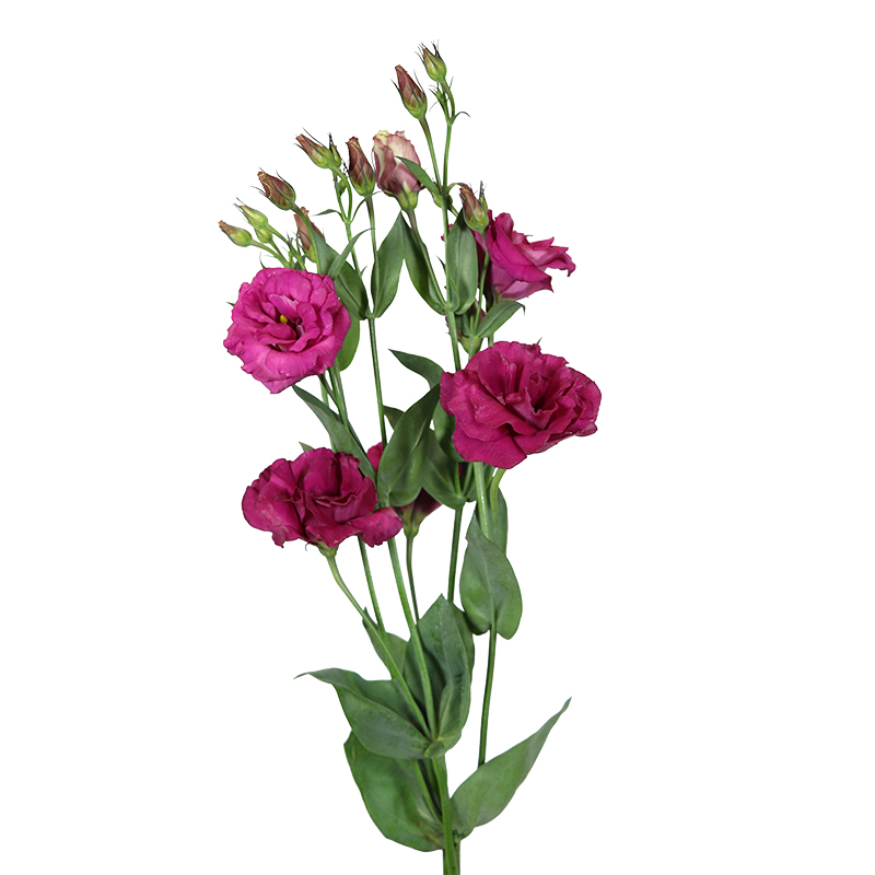 Detail Lisianthus Lila Nomer 15