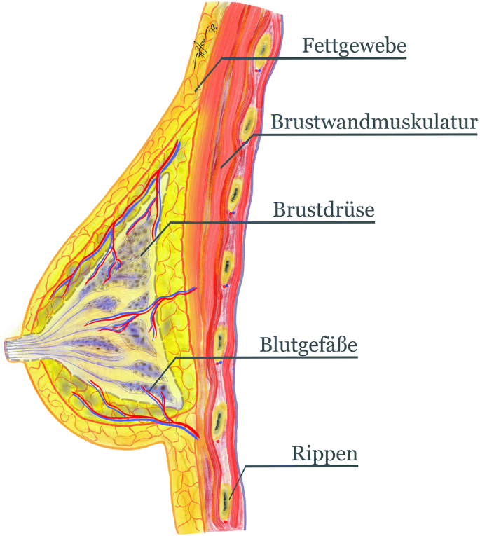 Anatomie Weibliche Brust - KibrisPDR