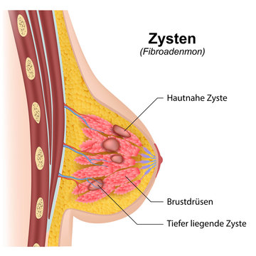 Detail Anatomie Weibliche Brust Nomer 10