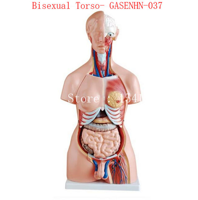 Detail Anatomie Weibliche Brust Nomer 12