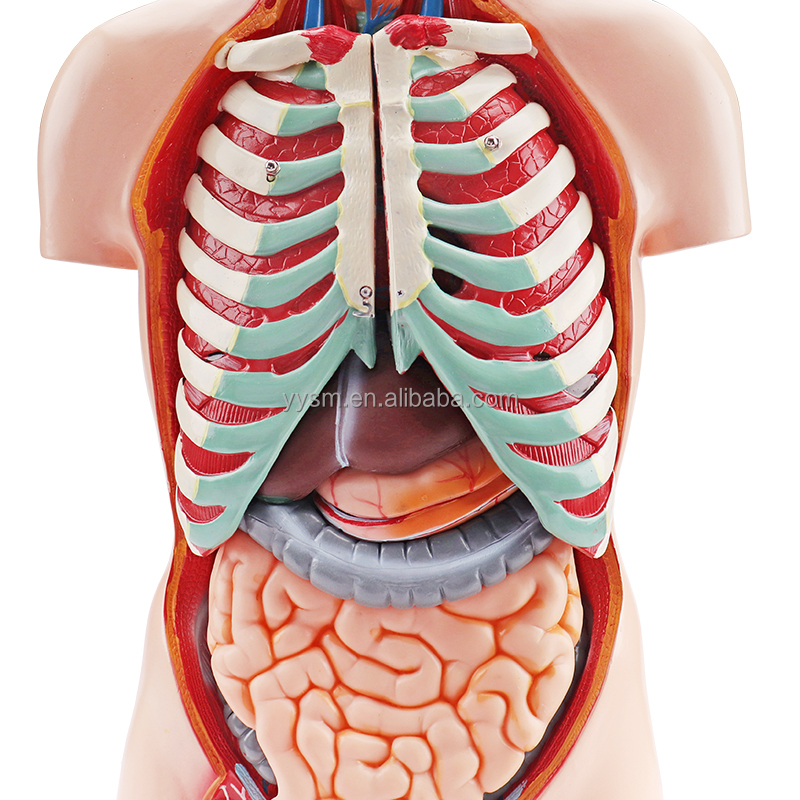 Detail Anatomie Weibliche Brust Nomer 14
