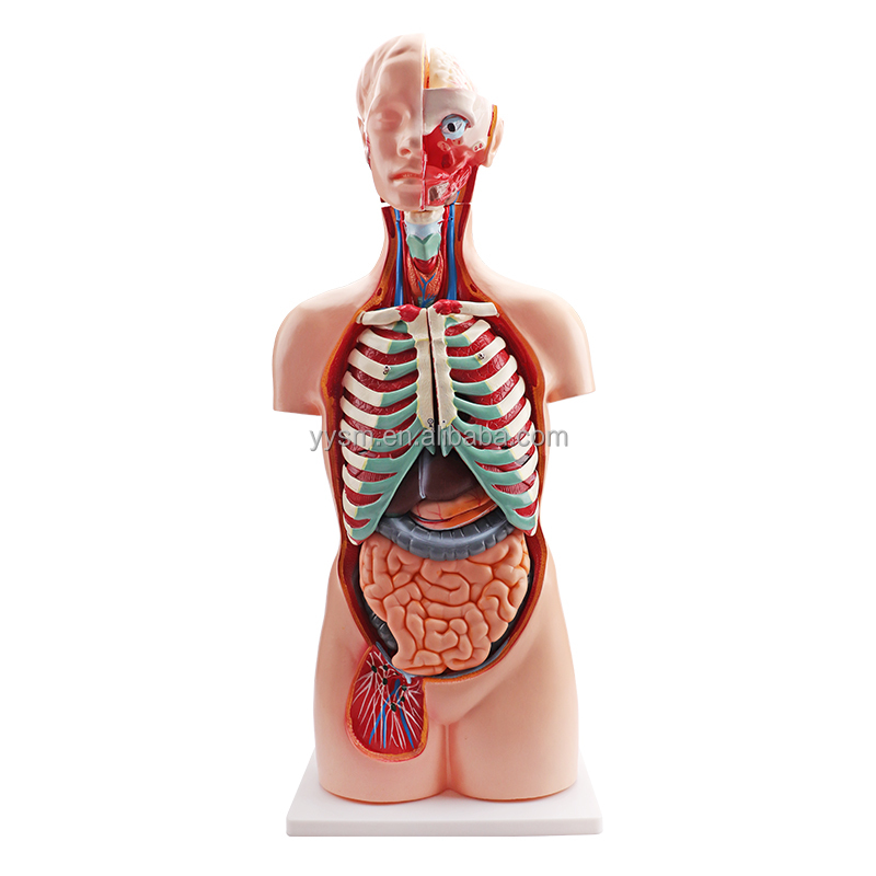 Detail Anatomie Weibliche Brust Nomer 15