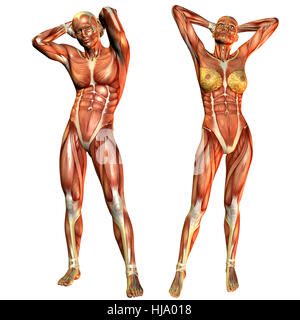 Detail Anatomie Weibliche Brust Nomer 17