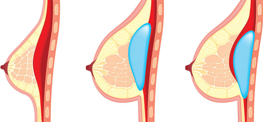 Detail Anatomie Weibliche Brust Nomer 18