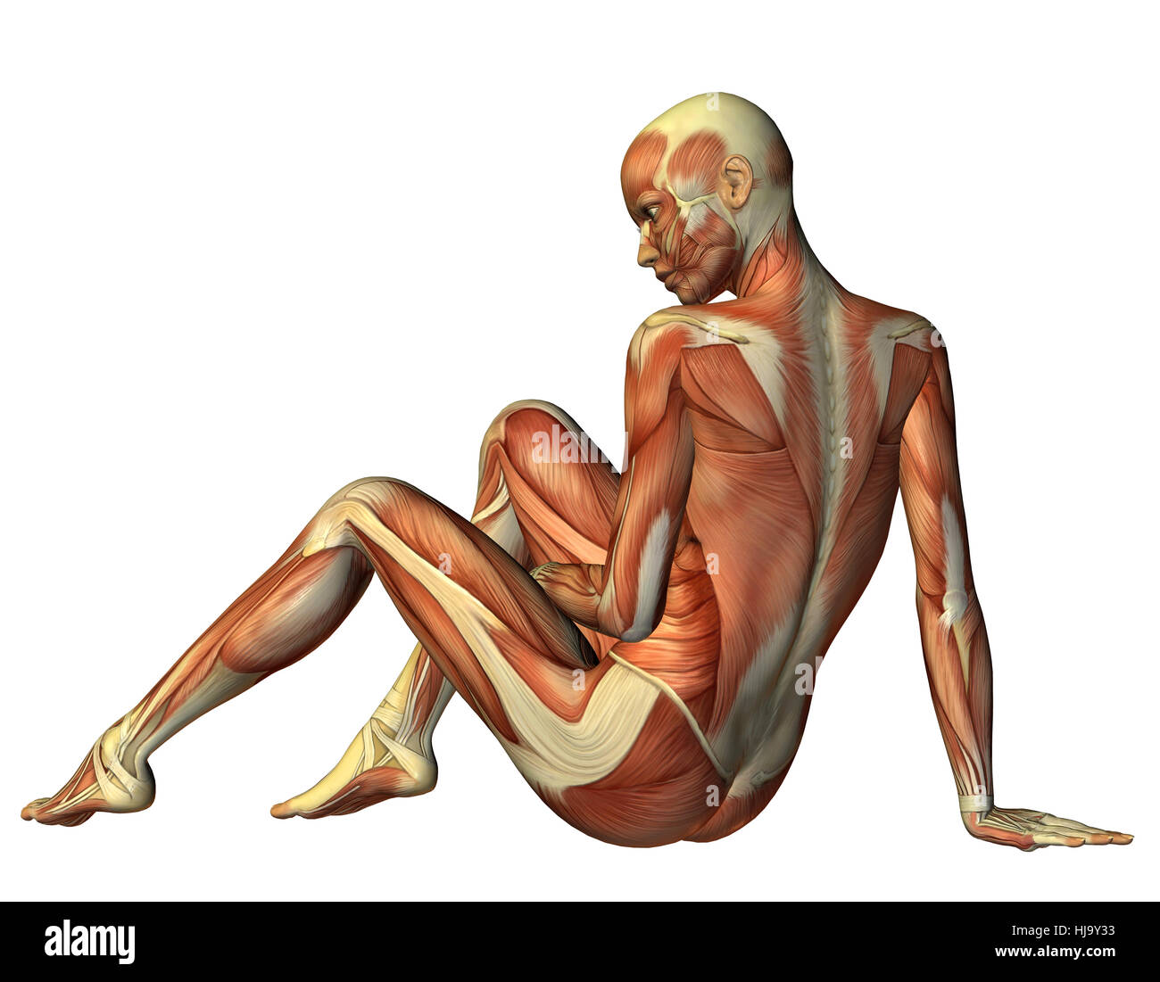 Detail Anatomie Weibliche Brust Nomer 19