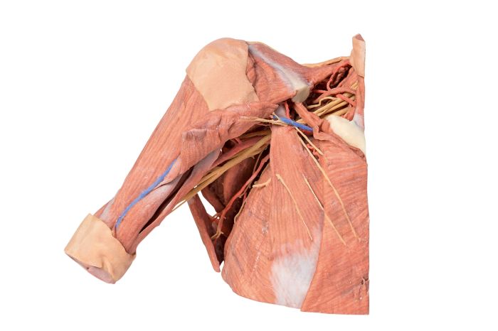 Detail Anatomie Weibliche Brust Nomer 20