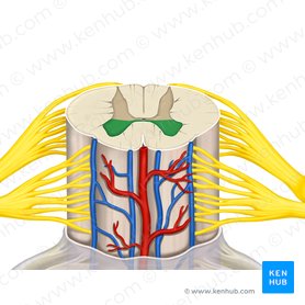 Detail Anatomie Weibliche Brust Nomer 21