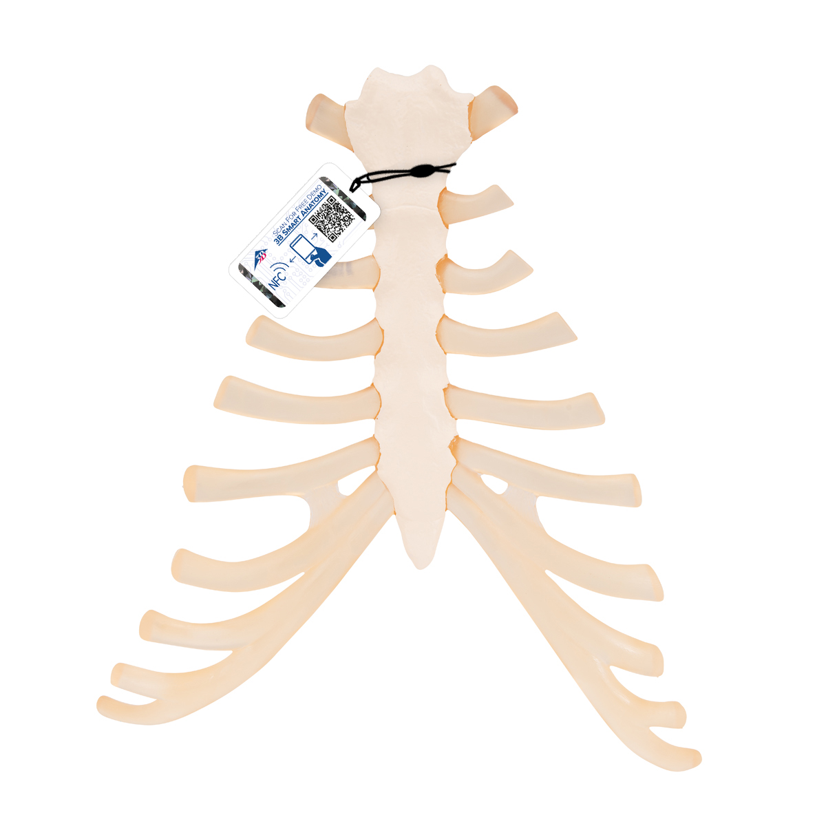 Detail Anatomie Weibliche Brust Nomer 23