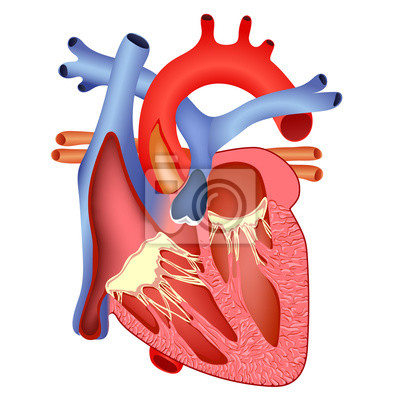 Detail Anatomie Weibliche Brust Nomer 5