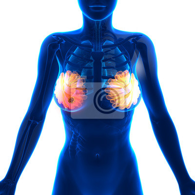 Detail Anatomie Weibliche Brust Nomer 6
