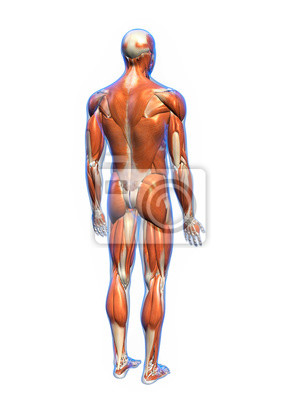 Detail Anatomie Weibliche Brust Nomer 8