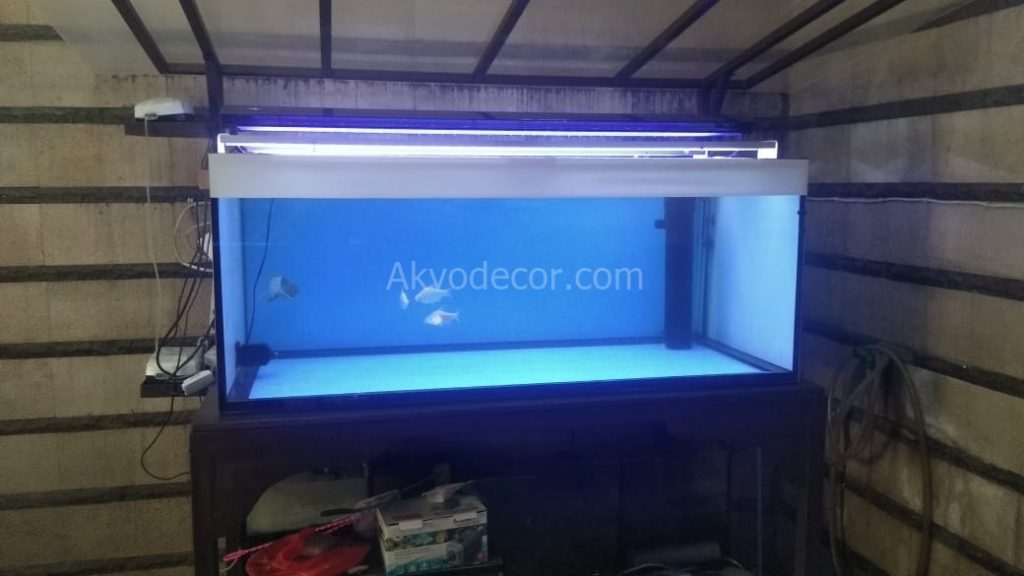 Contoh Aquarium Arwana - KibrisPDR