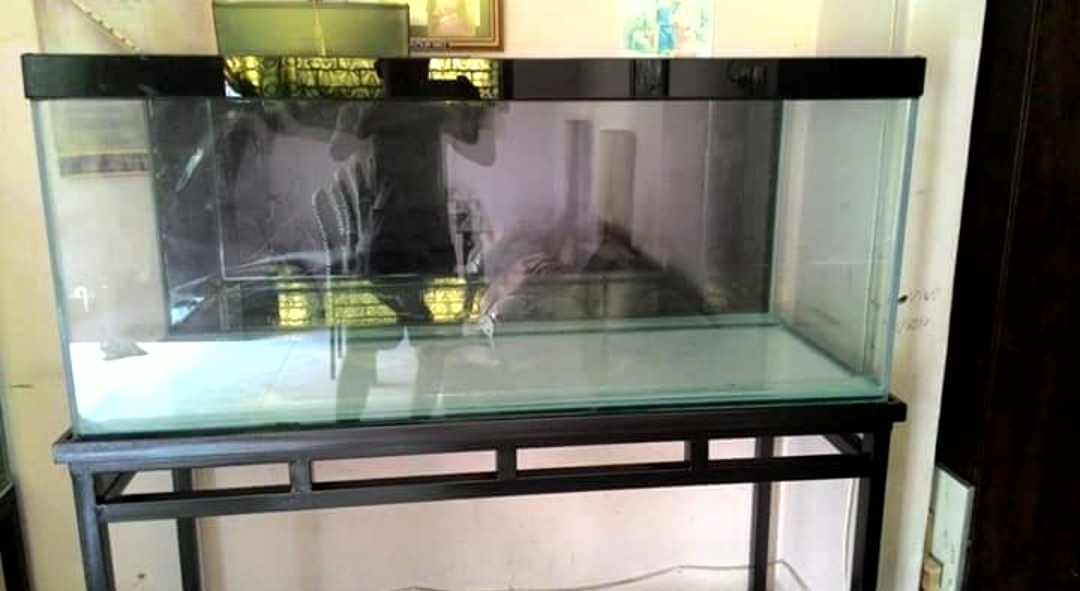 Detail Contoh Aquarium Arwana Nomer 39