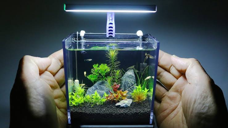 Contoh Aquarium Mini - KibrisPDR