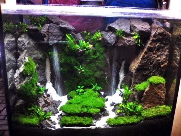 Contoh Aquascape Air Terjun - KibrisPDR