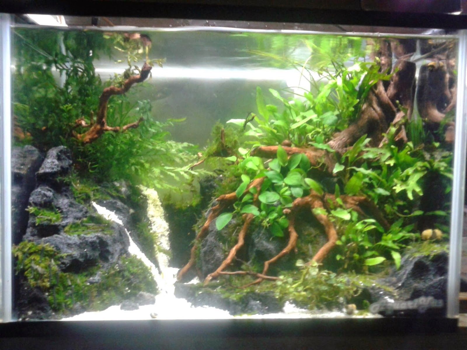 Detail Contoh Aquascape Air Terjun Nomer 12