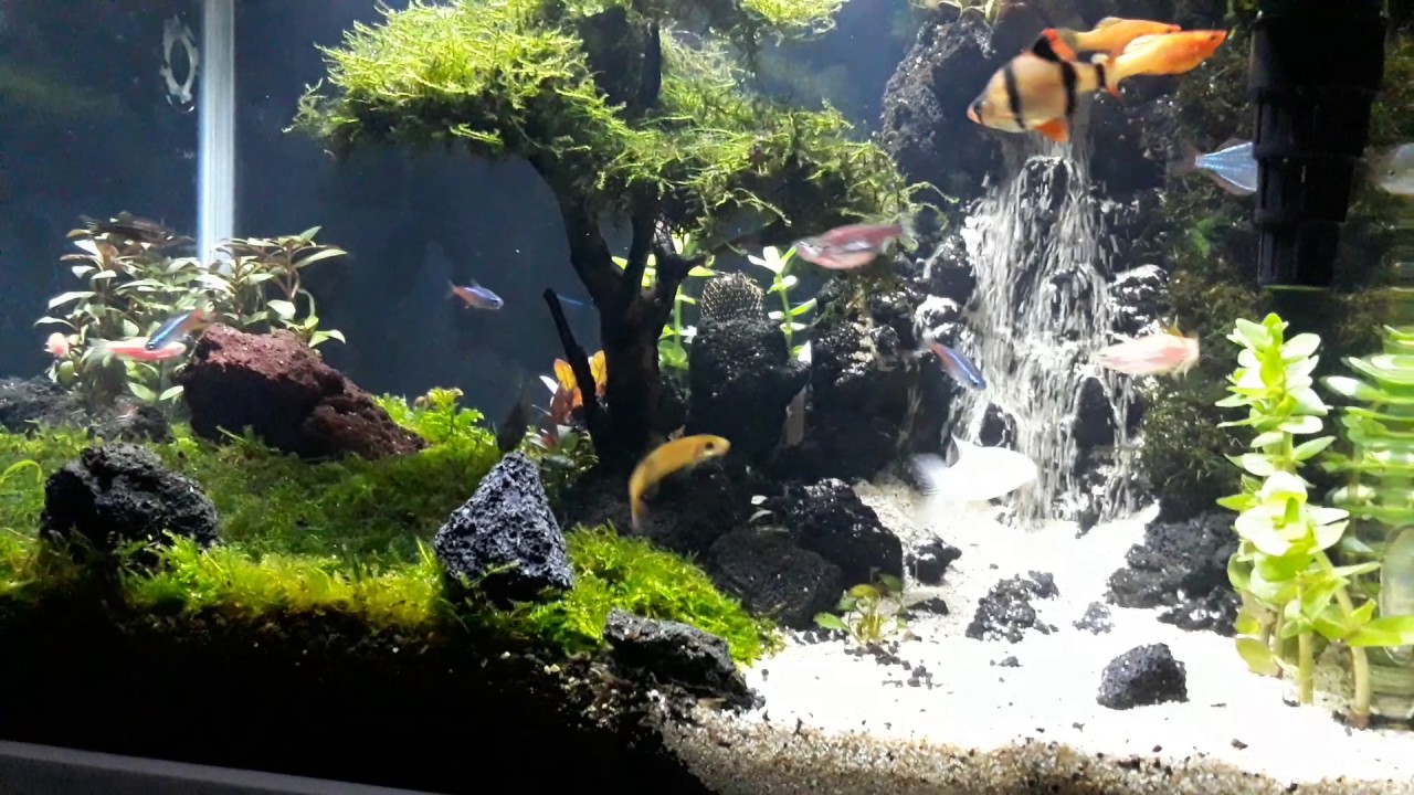 Detail Contoh Aquascape Air Terjun Nomer 14