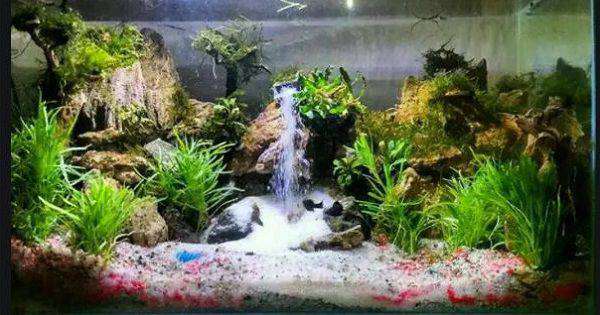 Detail Contoh Aquascape Air Terjun Nomer 31