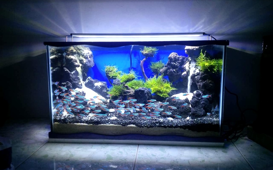 Detail Contoh Aquascape Air Terjun Nomer 36
