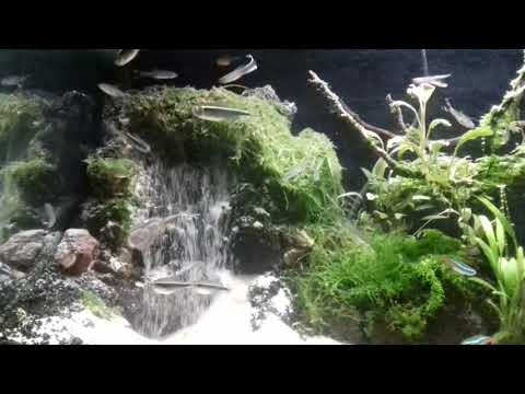 Detail Contoh Aquascape Air Terjun Nomer 38