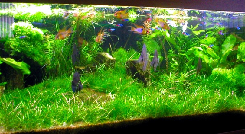 Detail Contoh Aquascape Air Terjun Nomer 39