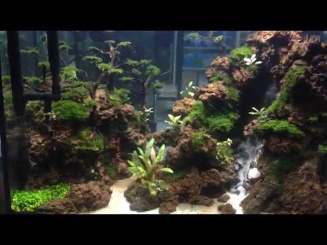 Detail Contoh Aquascape Air Terjun Nomer 44