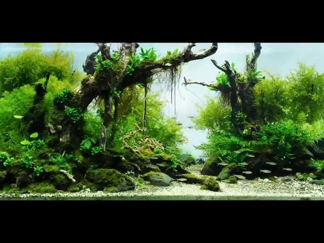 Detail Contoh Aquascape Air Terjun Nomer 46