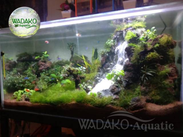 Detail Contoh Aquascape Air Terjun Nomer 49