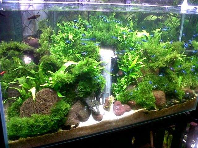 Detail Contoh Aquascape Air Terjun Nomer 9